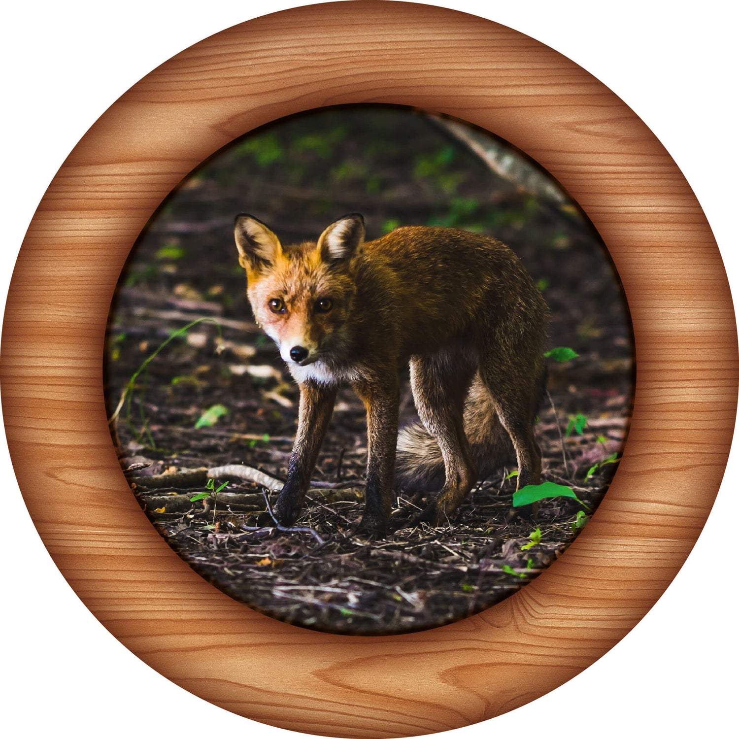Fuchs im Wald - Schuetzenscheibe.shop